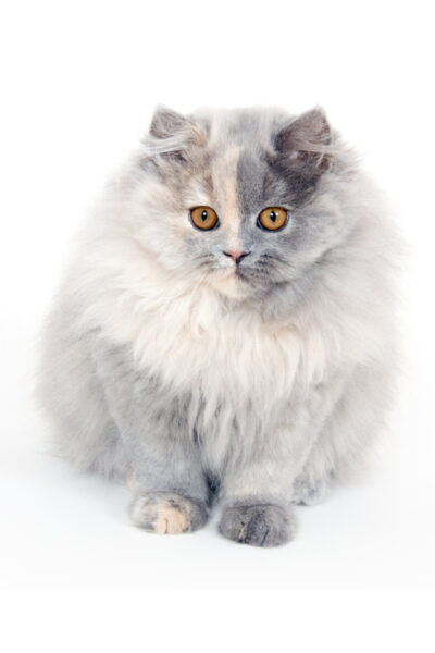 La Chatterie Exceptionnelle British Shorthair Longhair Cats