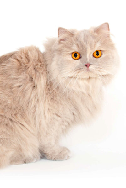 British Longhair Fawn Tortie