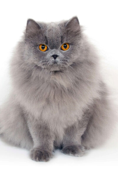 British Longhair Blue