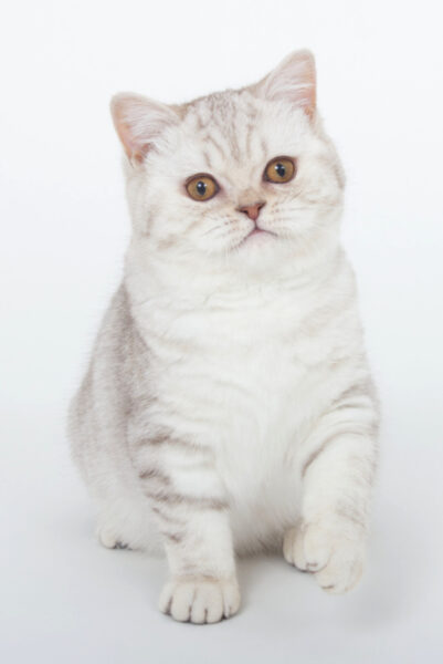 British Shorthair Chocolate Silver Tabby Spotted